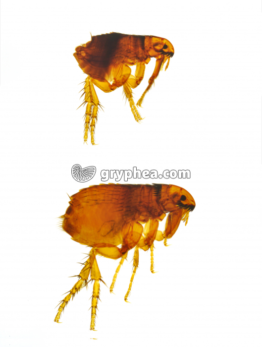 Puces mâle et femelle - gryphea.org